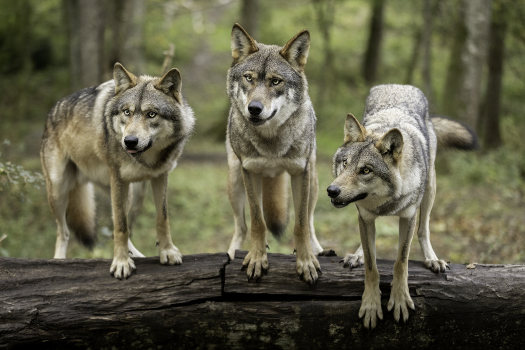 Rendez-vous en Terre Animale