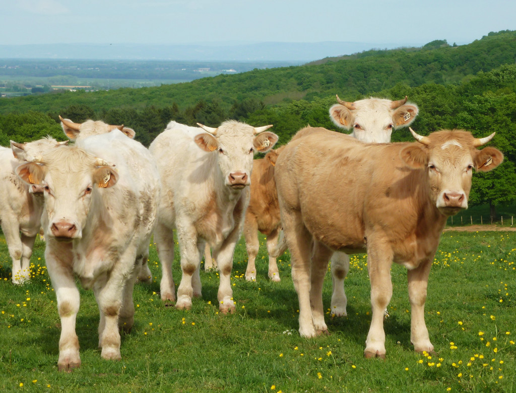 Domaine Joseph Lafarge